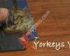 Yorkeys Yoga